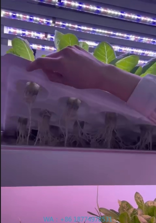 Agriculture Farming Systems - f Теплица Сельскохозяйственное оборудование для выращивания