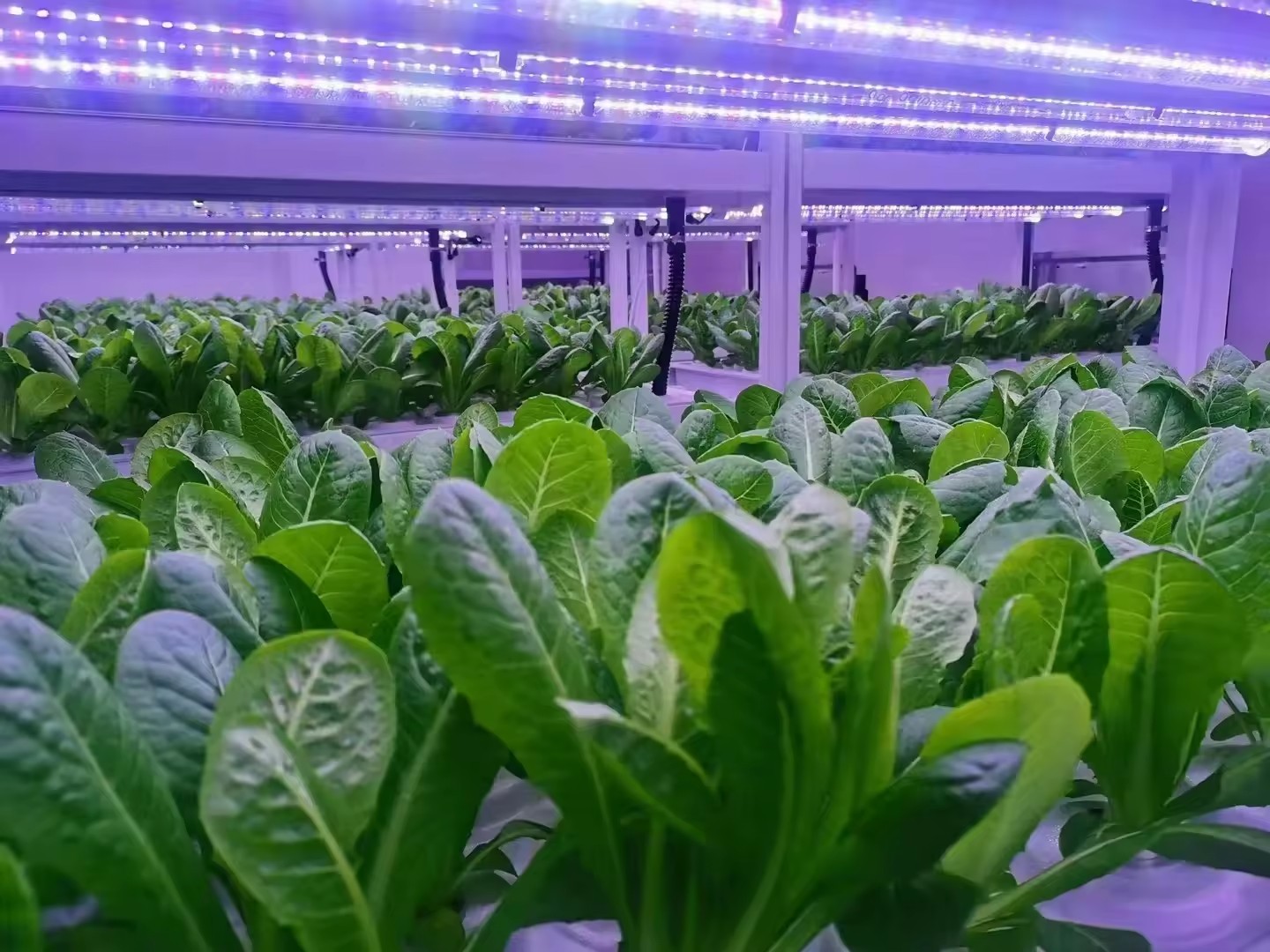 f Теплица Сельскохозяйственное – обзор и цена Agriculture Farming Systems